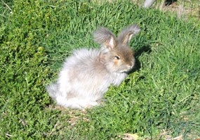 高清可爱兔子图片下载